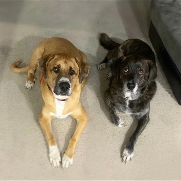 🐾🖤 Meet Your Seller 🖤🐾 - Picture 12 of 16